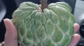 Srikaya mengandung berbagai nutrisi penting seperti vitamin C, vitamin B kompleks, vitamin E, vitamin K, kalium, magnesium, dan serat. (Dok. Bintangnews.com/Banny Rachman)