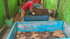 Pemerintah Kota Depok mengembangkan ulat Maggot atau Larva Black Soldier Fly. (Dok. Hellodepok.com/Hendri) 