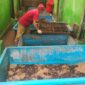 Pemerintah Kota Depok mengembangkan ulat Maggot atau Larva Black Soldier Fly. (Dok. Hellodepok.com/Hendri) 
