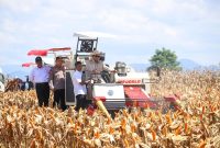 MENTERI Pertanian (Mentan) Andi Amran Sulaiman menegaskan produksi jagung nasional sepanjang semester pertama 2025 surplus. (Dok. Kementan)